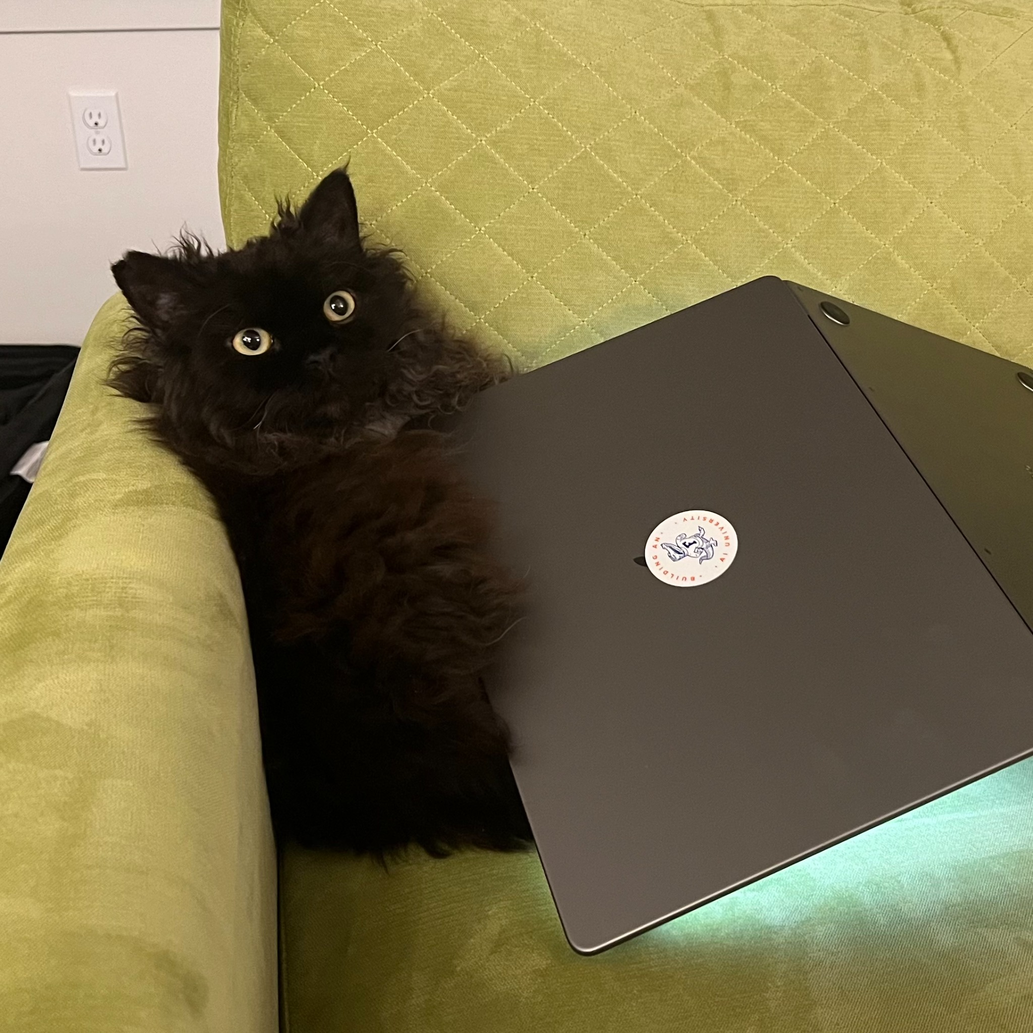 Photo of Sydney the black cat